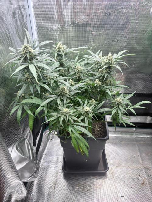 Lemon Zkittlez  Steckling. Week 11