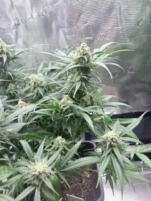 Lemon Zkittlez  Steckling. Week 11