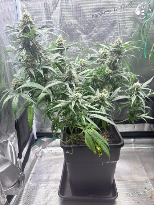 Lemon Zkittlez  Steckling. Week 11