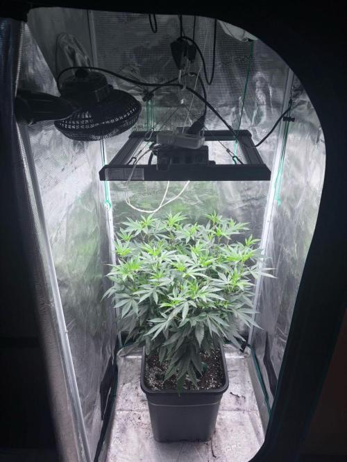 Coconut Cloud. Week 9