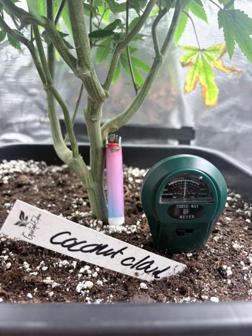 Coconut Cloud. Week 9