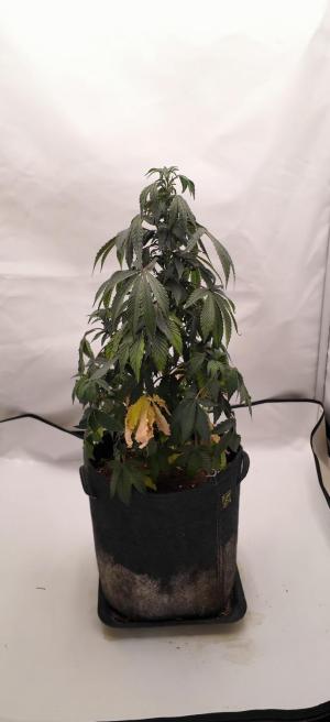 Comment by ProfessorWeed photo #1