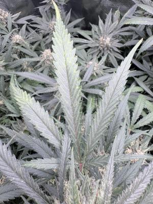 Comment by ProfessorWeed photo #1