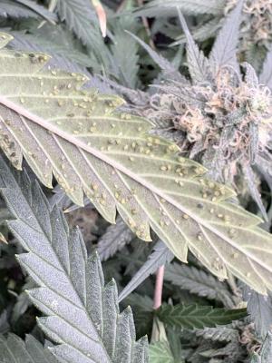 Comment by ProfessorWeed photo #1