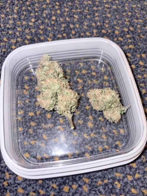 Lemon Zkittlez  Steckling. Week 12