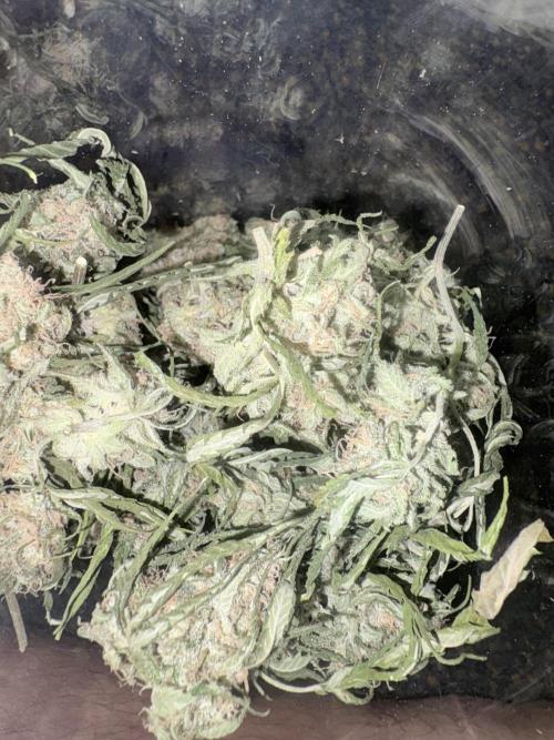 Lemon Zkittlez  Steckling. Week 12