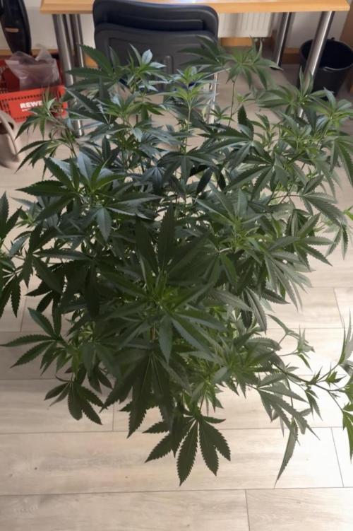Coconut Cloud. Week 11