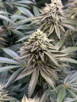 Comment by ProfessorWeed photo #1