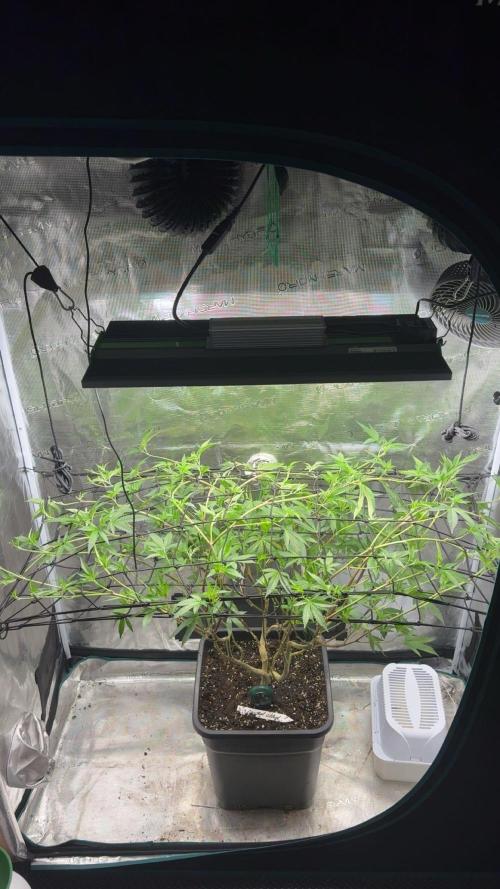 Coconut Cloud. Week 11
