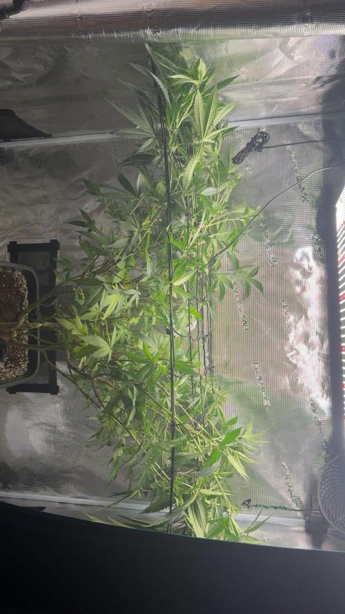 Coconut Cloud. Week 11