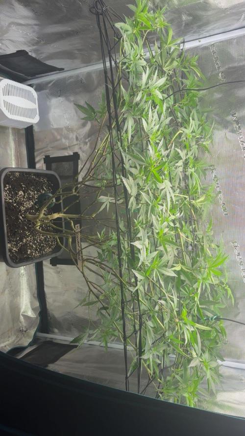 Coconut Cloud. Week 11