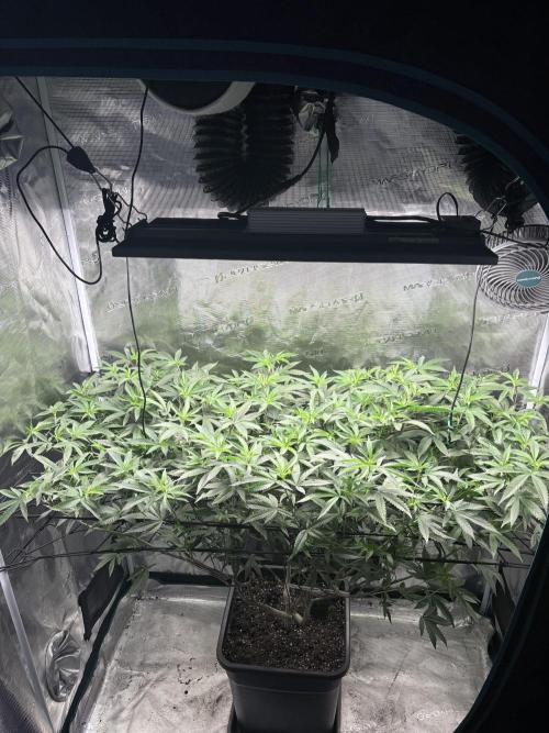 Coconut Cloud. Week 12