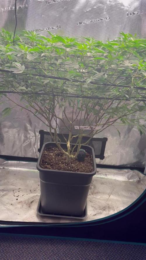 Coconut Cloud