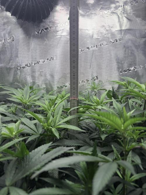 Coconut Cloud. Week 13