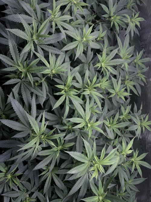 Coconut Cloud. Week 13