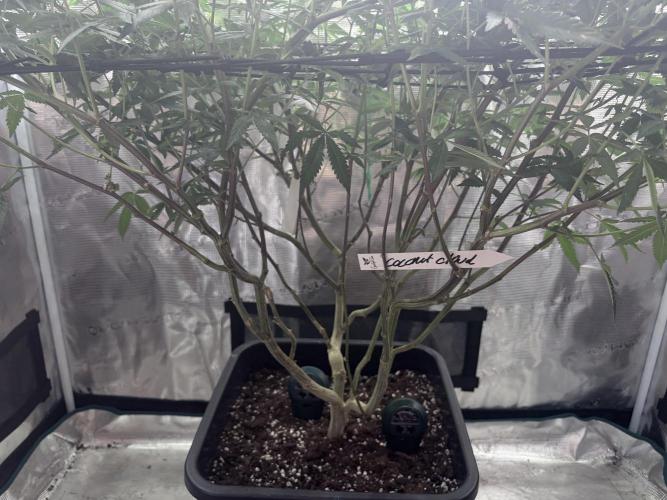 Coconut Cloud. Week 13