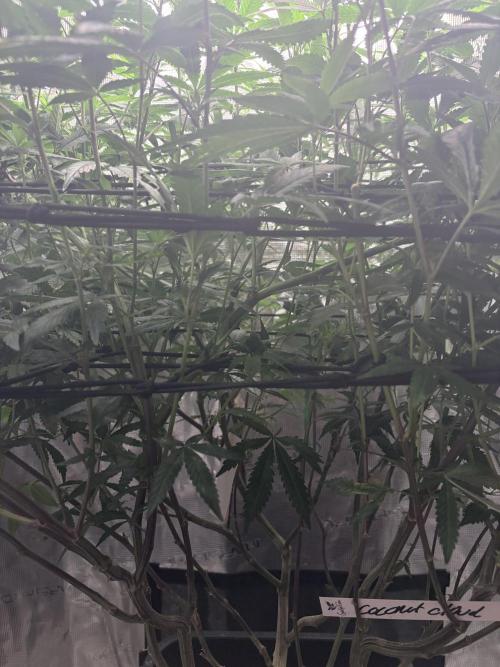 Coconut Cloud. Week 13