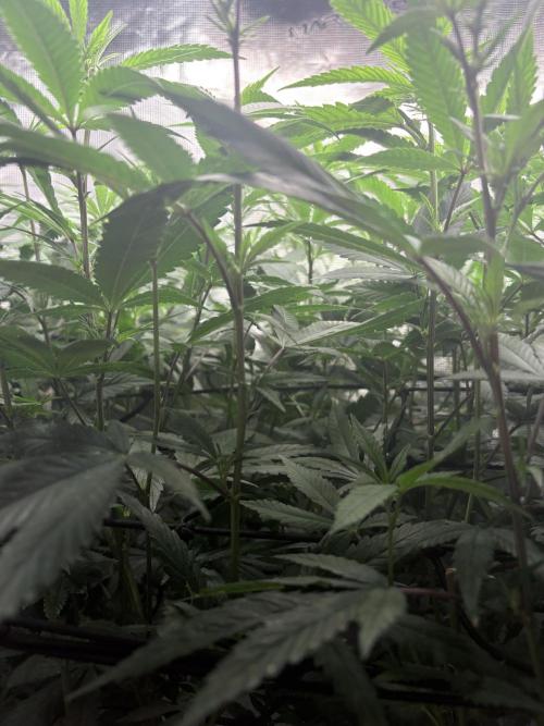 Coconut Cloud. Week 13