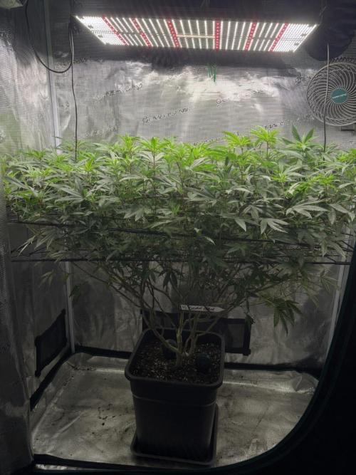 Coconut Cloud. Week 13