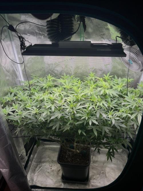 Coconut Cloud. Week 13