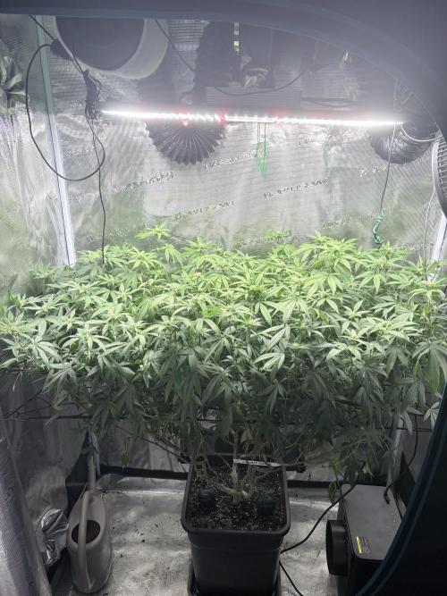 Coconut Cloud. Week 14