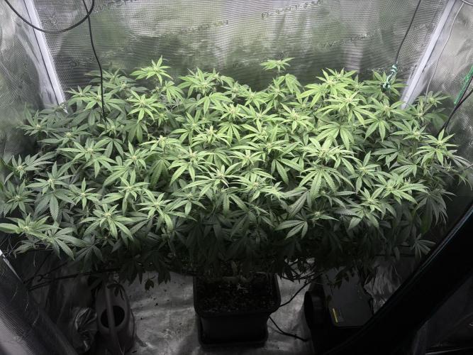 Coconut Cloud. Week 14