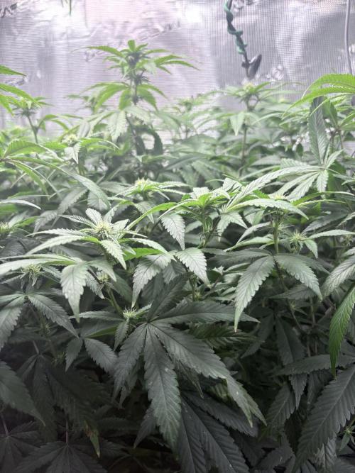 Coconut Cloud. Week 14