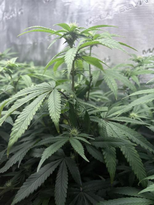 Coconut Cloud. Week 14