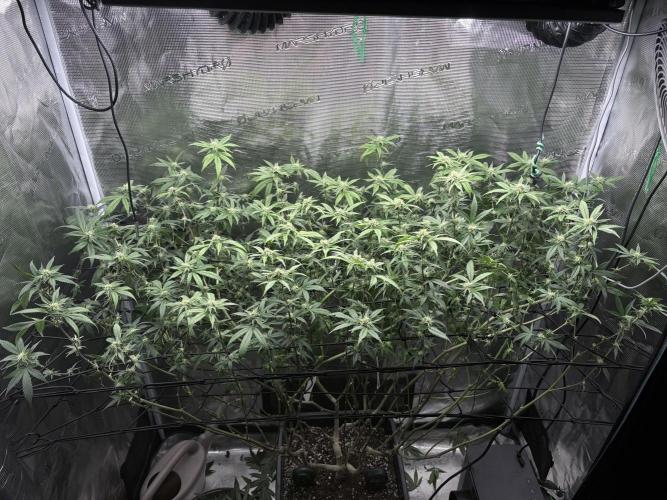 Coconut Cloud. Week 14