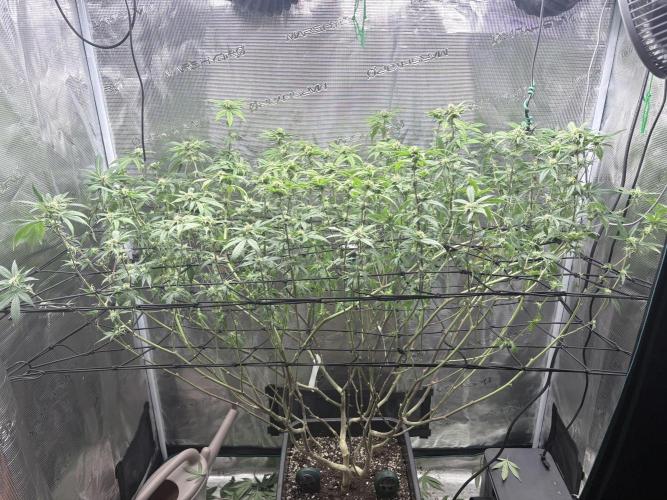 Coconut Cloud. Week 14