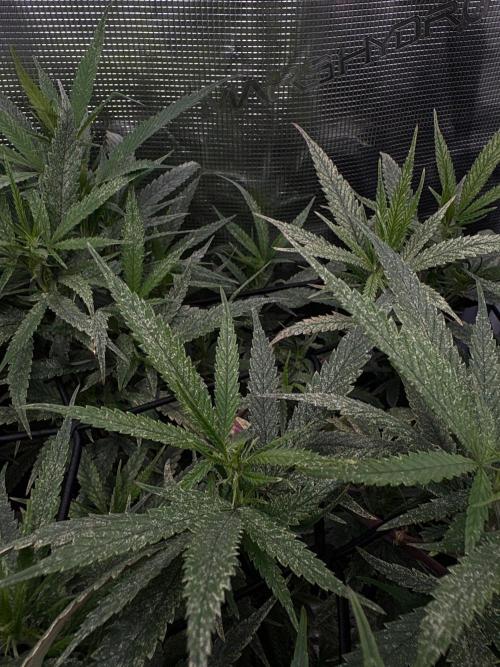 ProfessorWeed