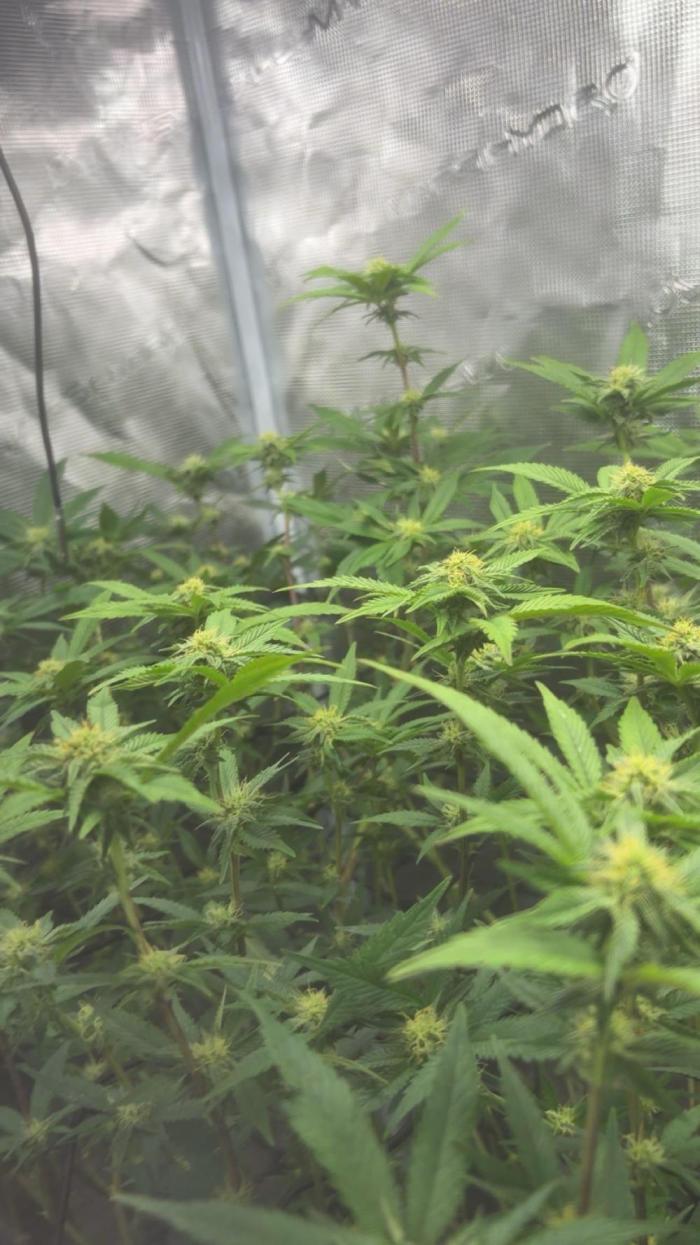 Plant photo