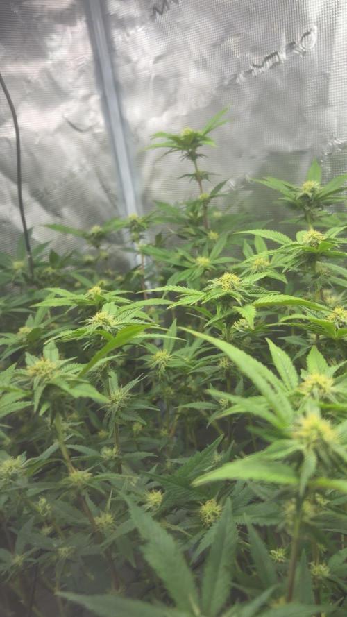 Coconut Cloud. Week 15