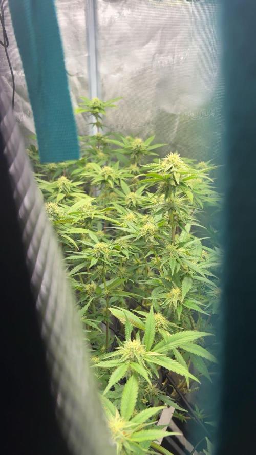 Coconut Cloud. Week 15