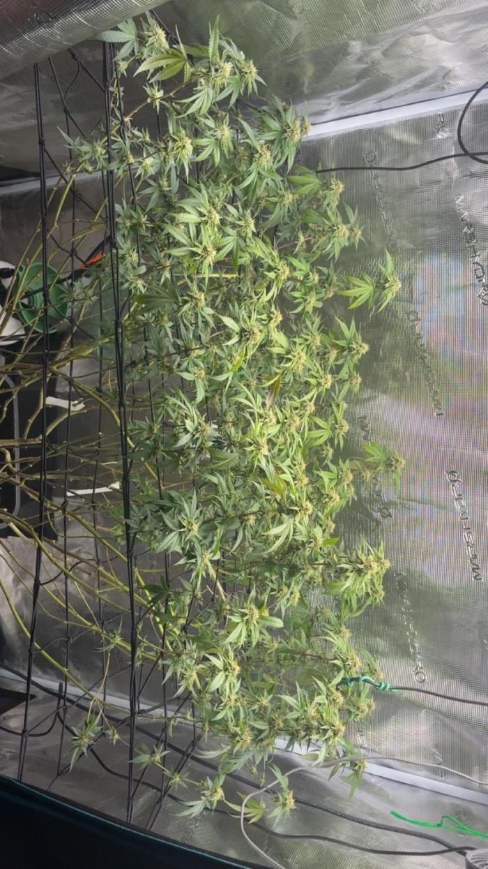 Plant photo