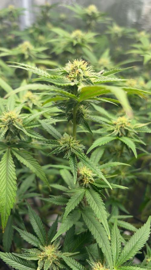 Coconut Cloud. Week 15