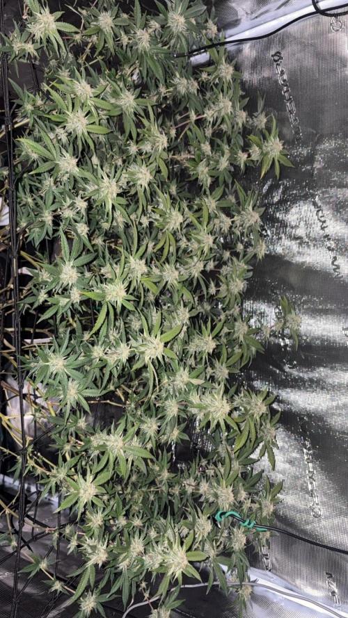 Coconut Cloud. Week 15