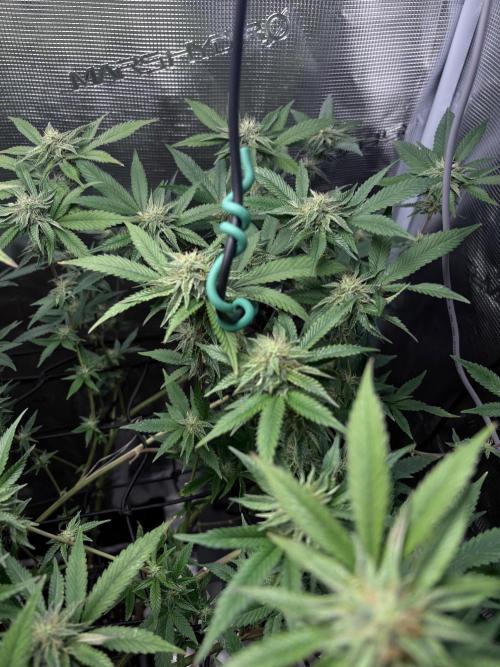 Coconut Cloud. Week 15
