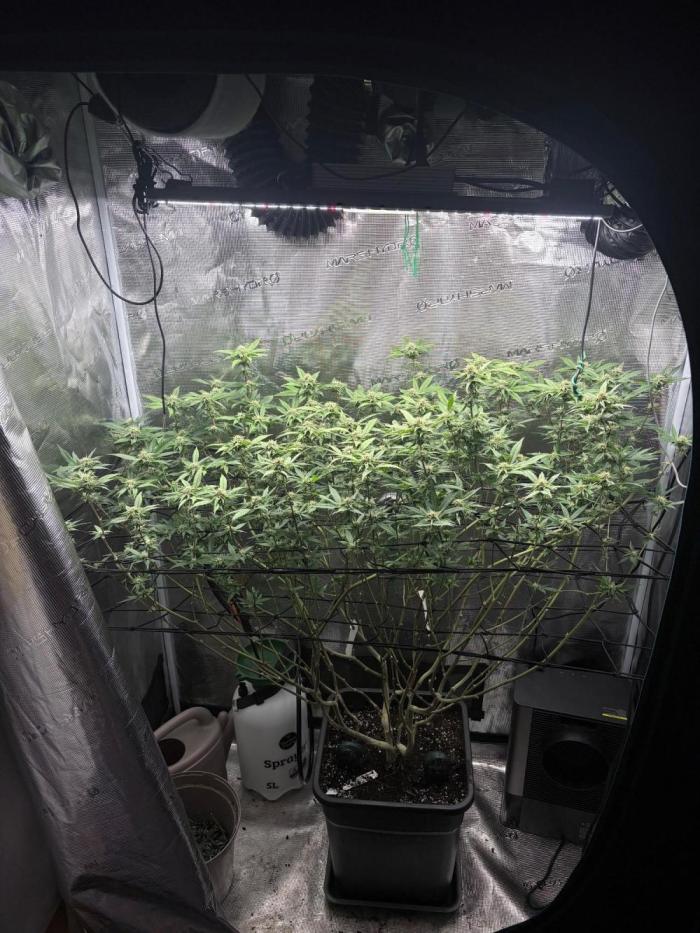 Plant photo