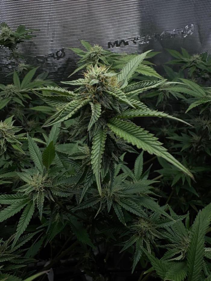 Plant photo