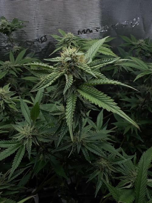 Coconut Cloud. Week 15
