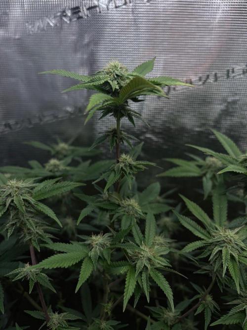 Coconut Cloud. Week 15