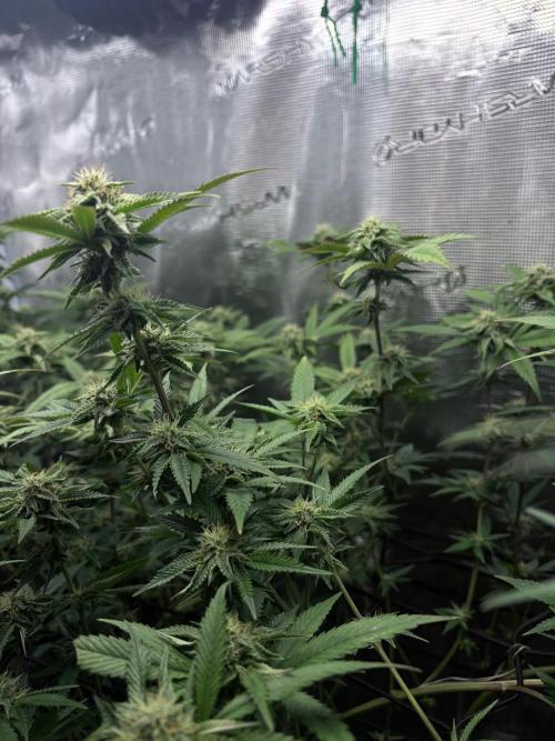 Coconut Cloud. Week 15