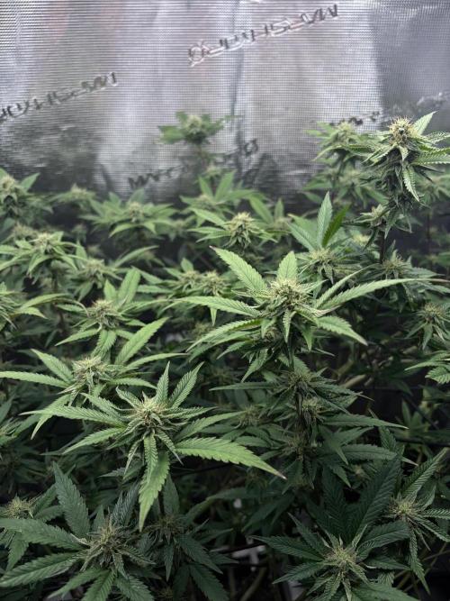 Coconut Cloud. Week 15