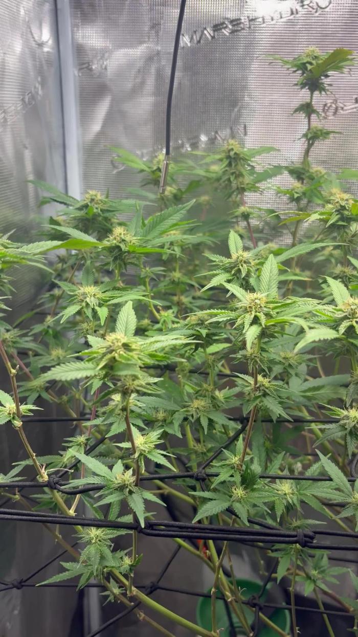 Plant photo