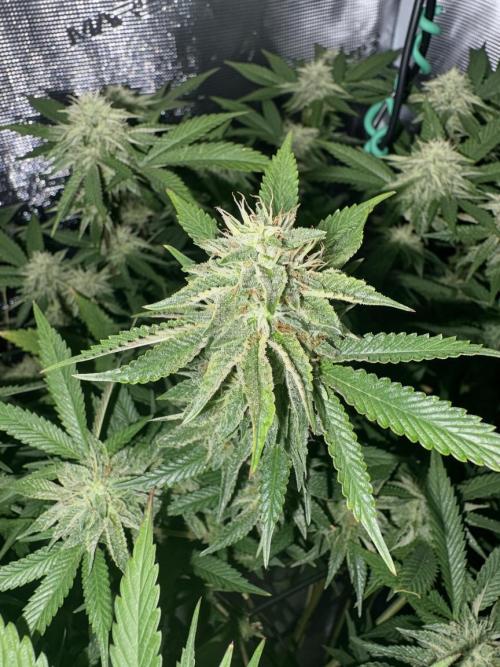 Coconut Cloud (BigMama Edition). Week 16