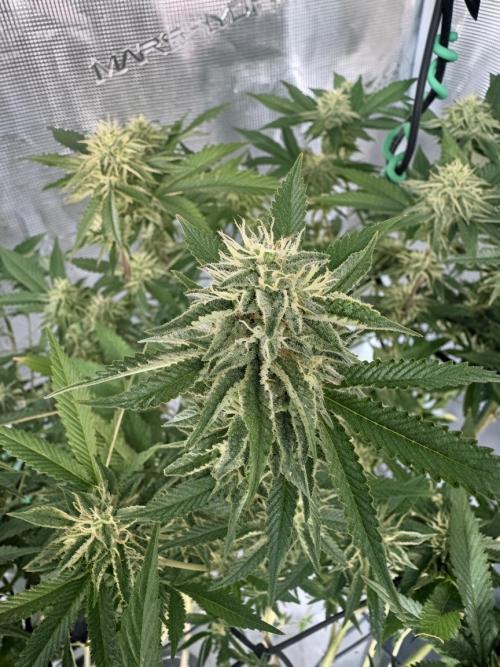 Coconut Cloud (BigMama Edition). Week 16