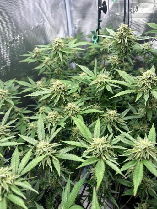 Coconut Cloud (BigMama Edition). Week 16