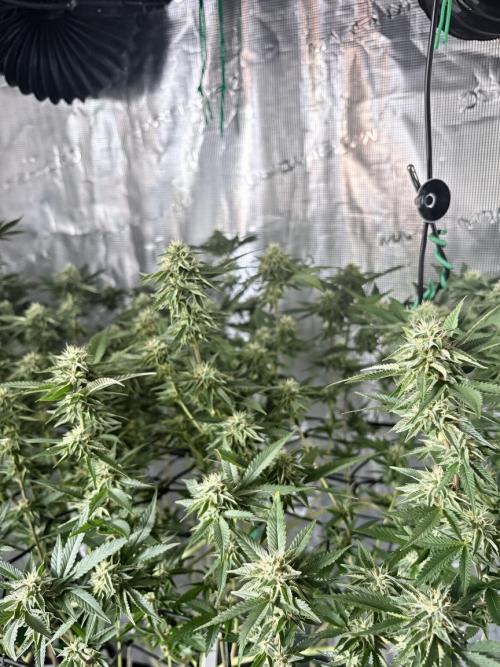 Coconut Cloud (BigMama Edition). Week 16