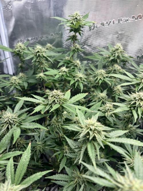 Coconut Cloud (BigMama Edition). Week 16